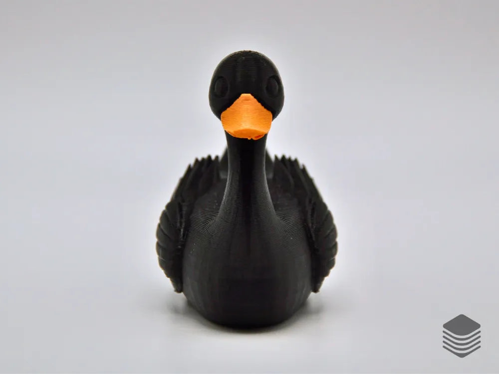 Black Swan Duck