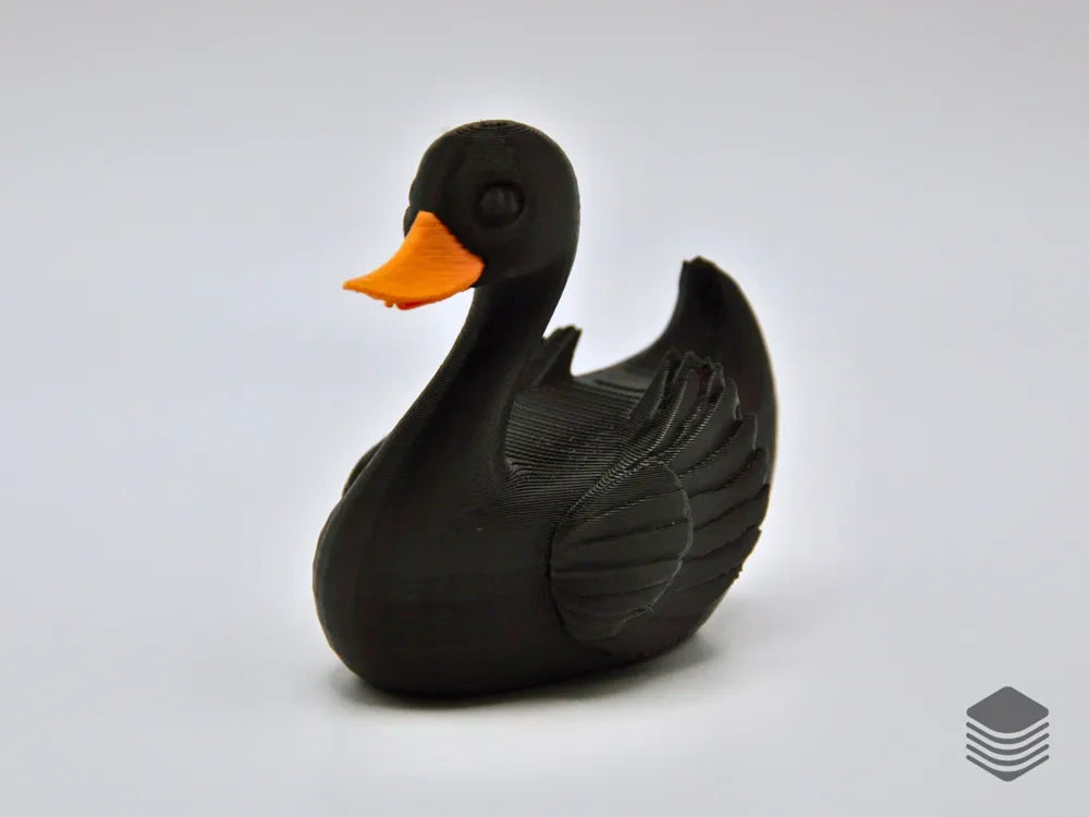 Black Swan Duck