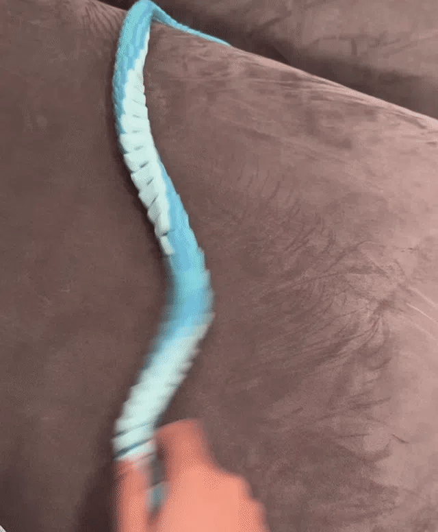 Gary Snake