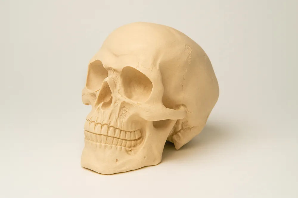 Detailed Anatomically Correct Skull Model