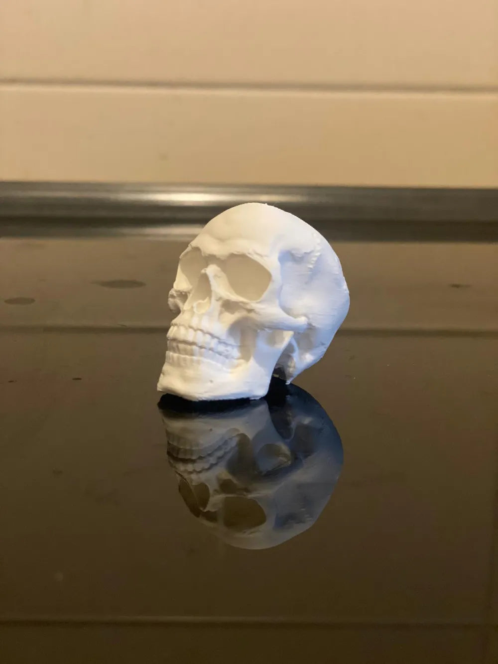 Detailed Anatomically Correct Skull Model